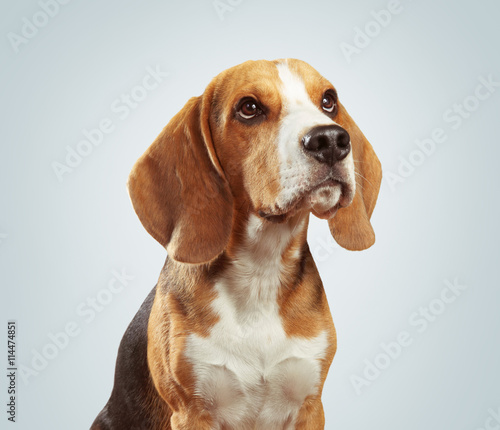 Studio portrait of beagle dog over light gray background