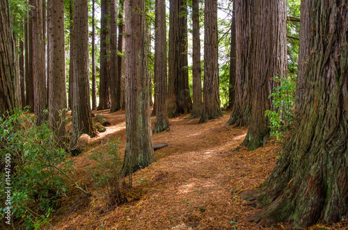 Redwood Grove in Hamurana Springs, Rotorua New Zealand. © gracethang
