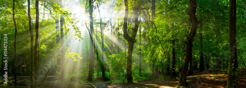 Wald Panorama mit Sonnenstrahlen