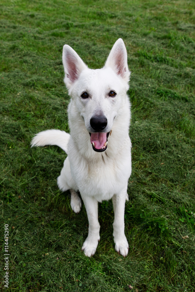 White Swiss shepherd dog White Swiss shepherd dog