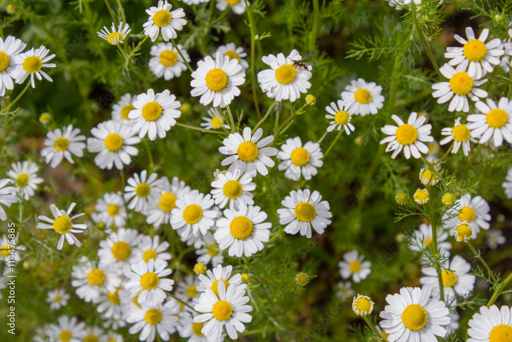 Echte Kamille (Chamomilla recutita). Anbau einer Tee- und Heilpflanze im heimischen Garten Echte Kamille (Chamomilla recutita). Anbau einer Tee- und Heilpflanze im heimischen Garten