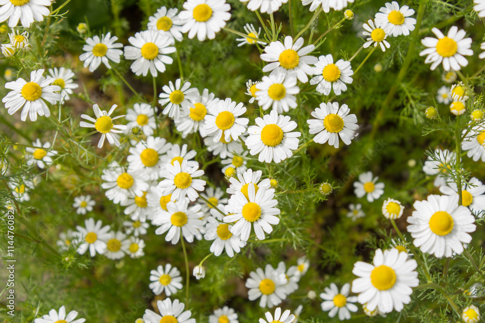 Echte Kamille (Chamomilla recutita). Anbau einer Tee- und Heilpflanze im heimischen Garten Echte Kamille (Chamomilla recutita). Anbau einer Tee- und Heilpflanze im heimischen Garten
