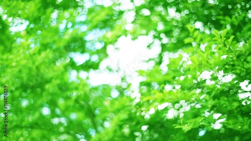 エコイメージ・風に揺れる緑