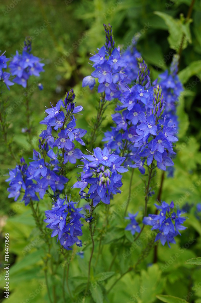 Blue flower spikes of Veronica Austriaca