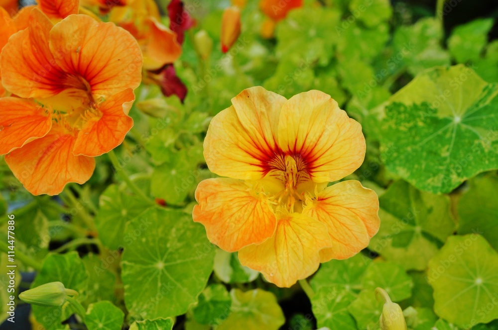 Orange yellow nasturtium flower in the garden Orange yellow nasturtium flower in the garden