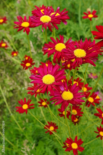 Red painted daisy flowers (Pyrethrum Daisy)