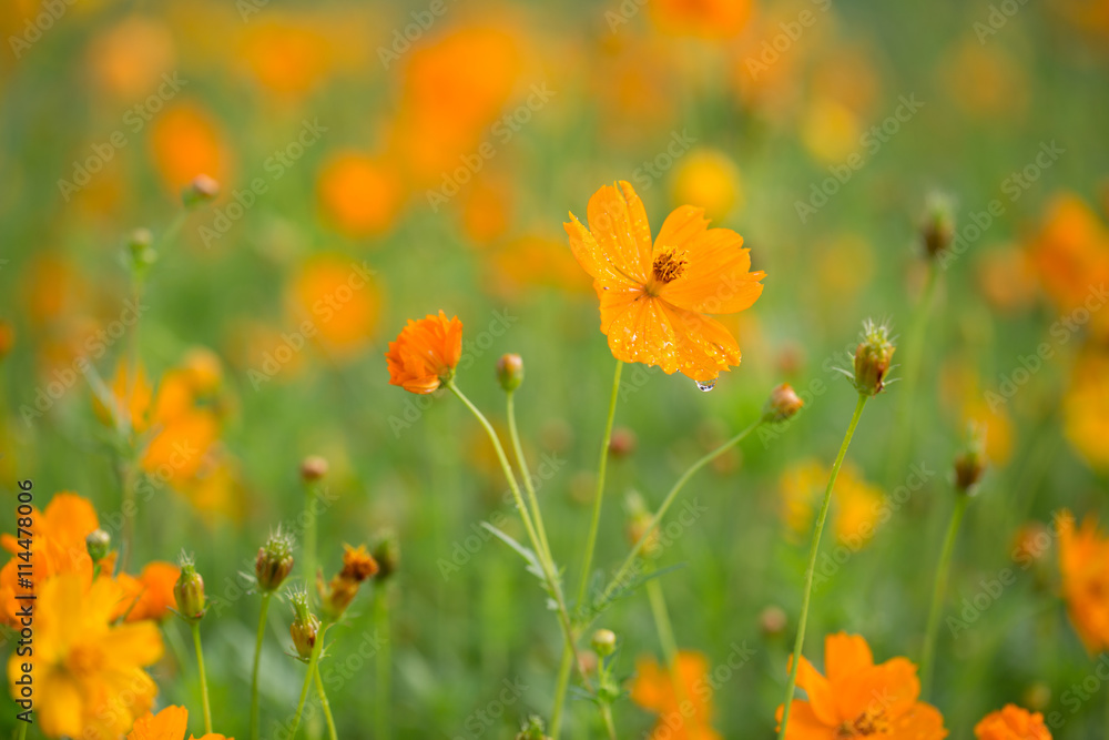 Orange cosmos flower with large raindrop on its petal, tiny orange reflections of other flowers in the field