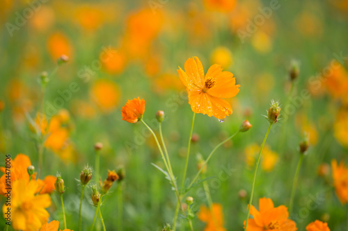 Orange cosmos flower with large raindrop on its petal, tiny orange reflections of other flowers in the field © claire