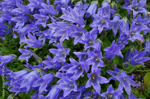 Blue bell flowers Campanula Chamissonis photo