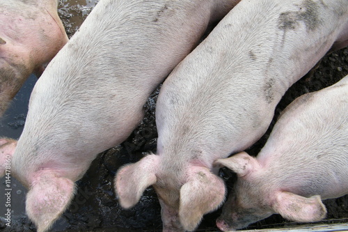 Wallpaper Mural Pink Pigs Crowding Together in a Muddy Pen Torontodigital.ca