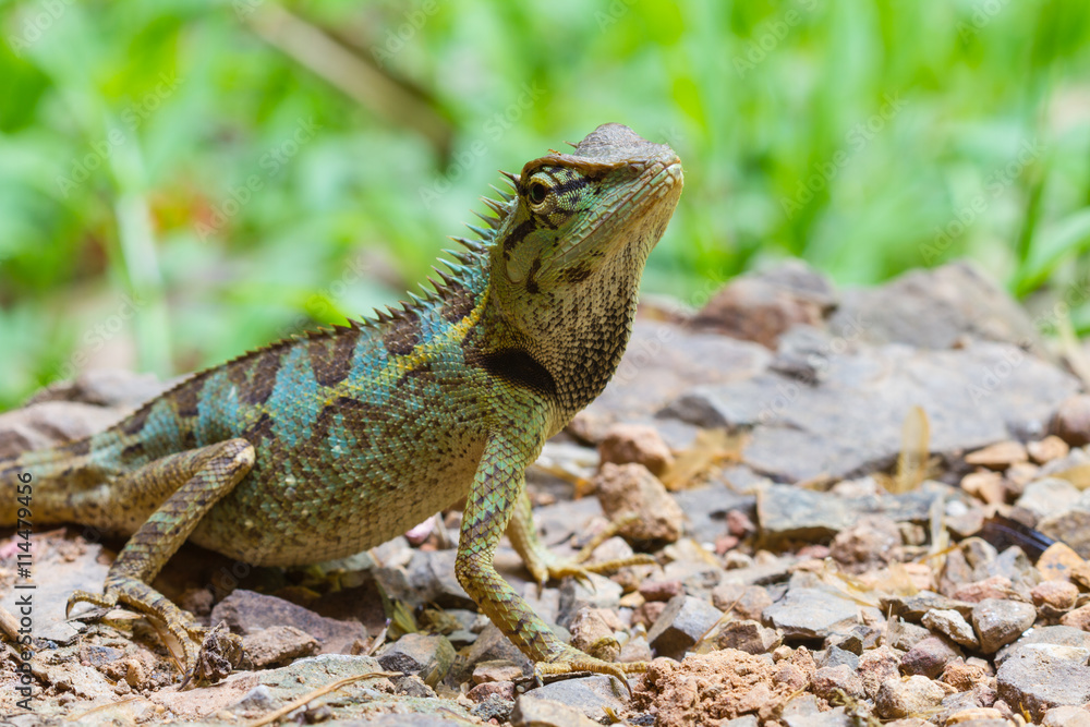 Obraz premium Close up Green crested lizard