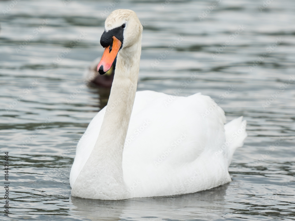 Fototapeta premium An beautiful white Swan swimming on a lake.