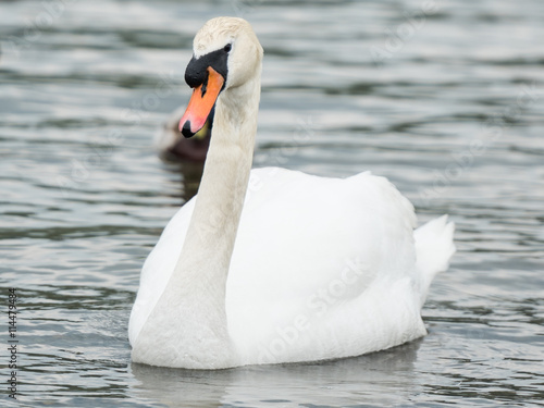 An beautiful white Swan  swimming on a lake.