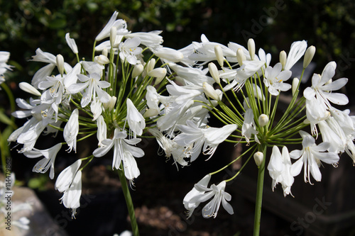 Weiße Schmucklilie (Agapanthus) in einem Garten in Göttingen, Deutschland photo