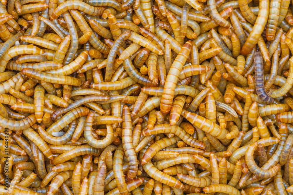 Close up  Meal worms