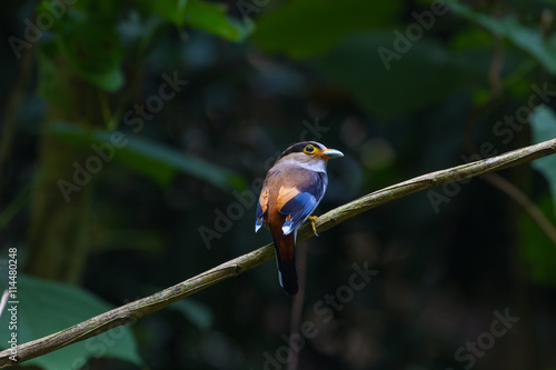 colorful bird Silver-breasted broadbil photo