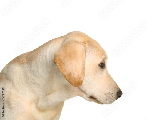 Cute Labrador dog isolated on white