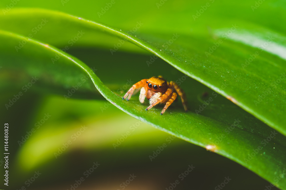 Fototapeta premium spider on a leaf, selective focus