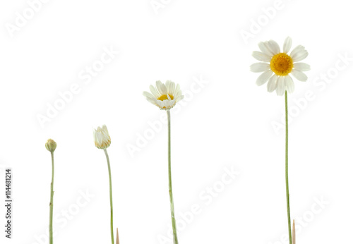 Different growth stages of white daisy on white background