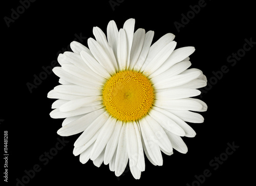 White chamomile on black background