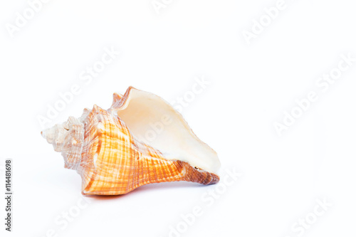 The sea shell on white background