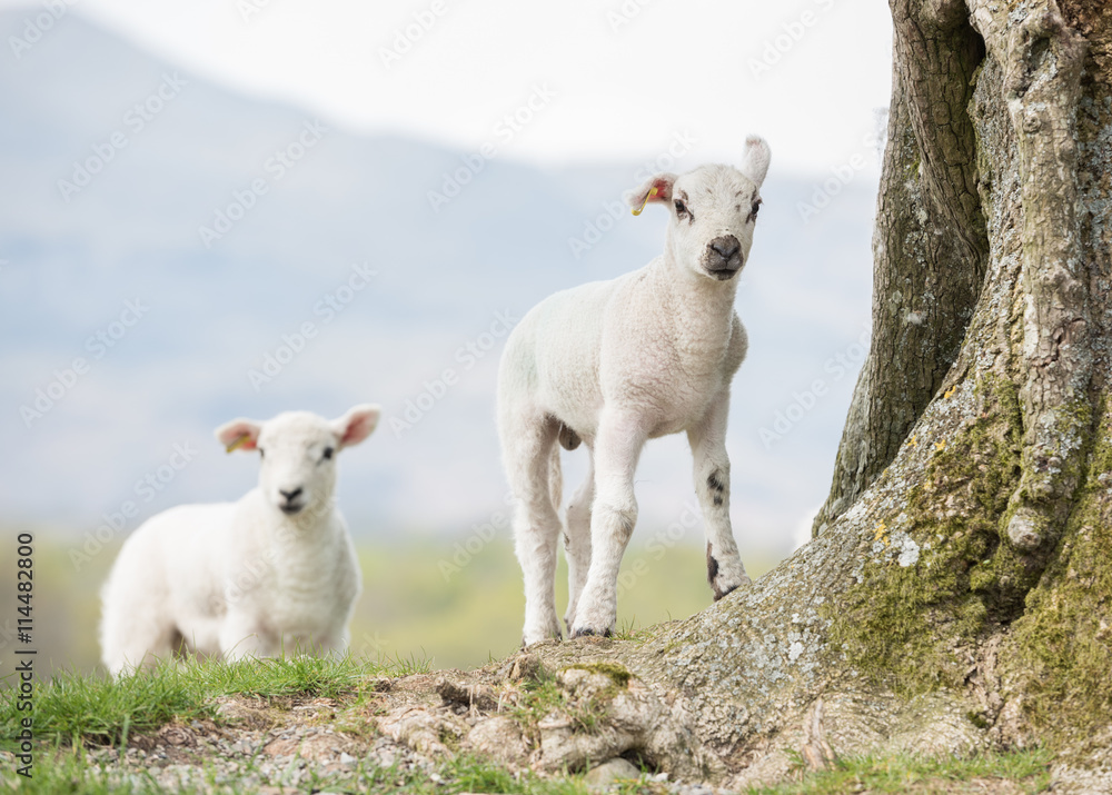 Cute baby lambs looking into the camera in an english countryside setting Cute baby lambs looking into the camera in an english countryside setting