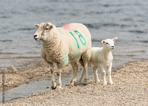 Fototapeta Naklejka Na Ścianę i Meble -  A number tagged Sheep, with a baby lamb by a lakeside beach.