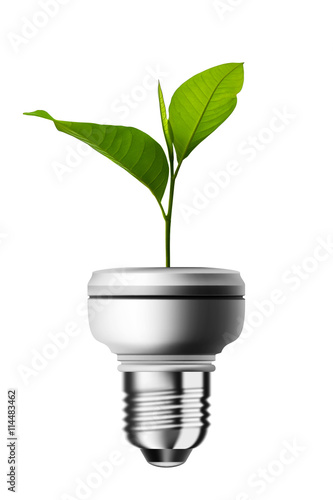 Seedlings grown in light bulb