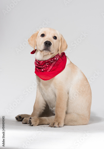 Fototapeta Naklejka Na Ścianę i Meble -  Beautiful puppy labrador retriever wearing a neck scarf, against a white background