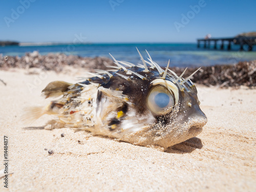 A pufferfish blowfish washed up on a beautiful tropical beach