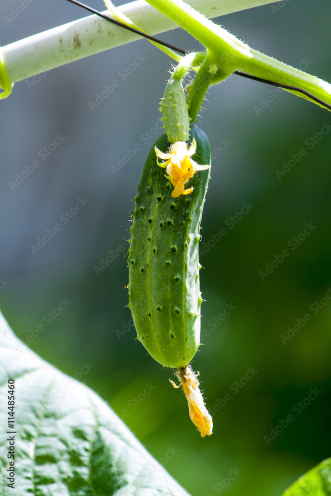 cucumber on a branch cucumber on a branch