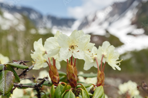 Wildlife Kamchatka: beauty flowering Rhododendron Aureum on a background of picturesque mountains on a sunny day. Eurasia, Russian Far East, Kamchatka Peninsula.