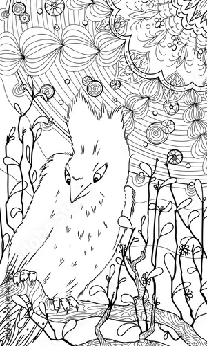 Bird of paradise