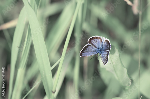 green background wit blue butterfly