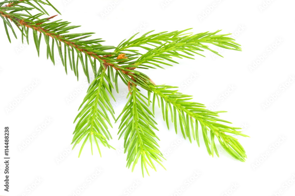 New foliage of a spruce tree isolated on white background New foliage of a spruce tree isolated on white background