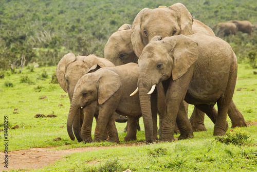 African elephant family on a pathway