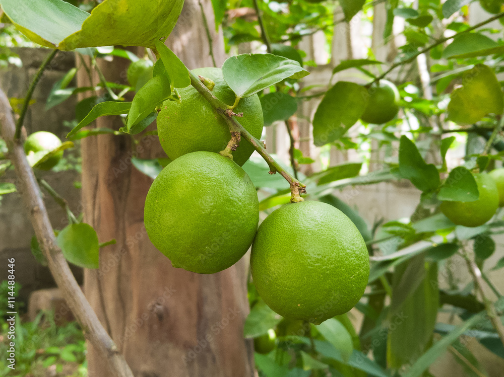 Green lemons on tree branch