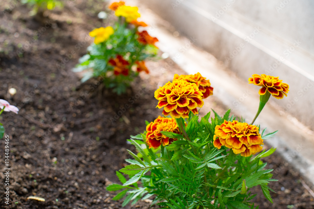 Marigold Marigold
