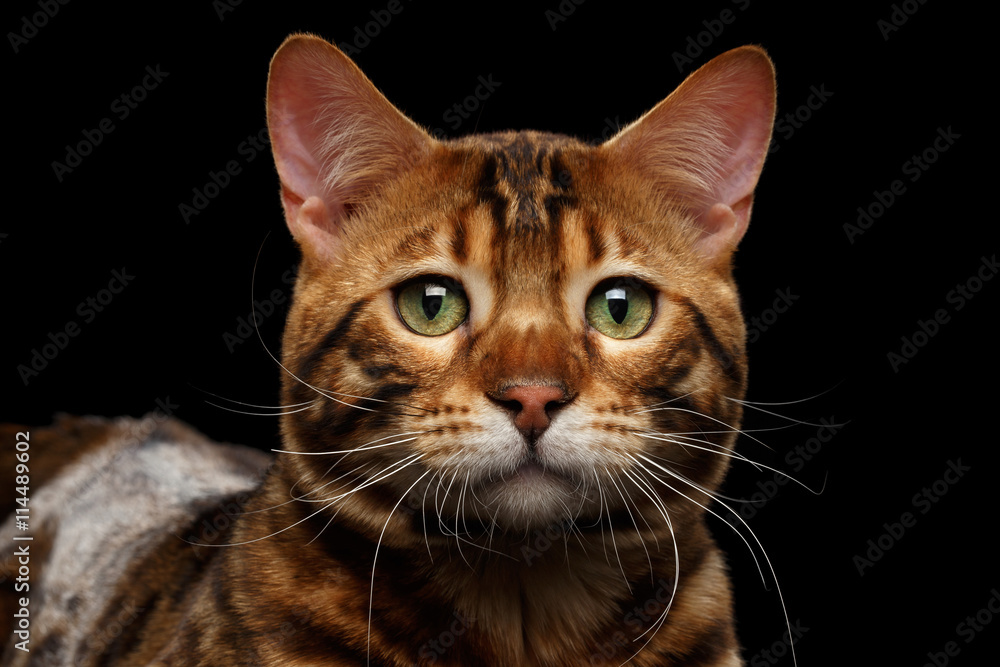 Close-up Portrait of Sad Bengal Male Cat with Green eyes looks with hope on Isolated Black Background, Front view, Adorable wild breed