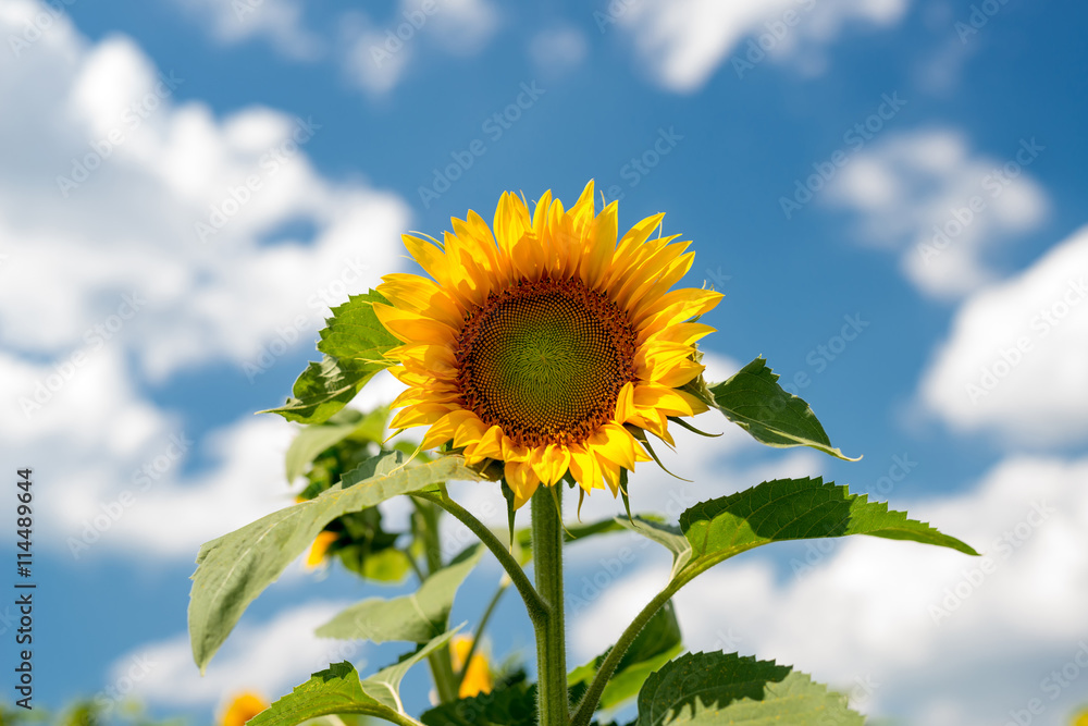 Obraz premium sunflowers against a blue sky and white clouds