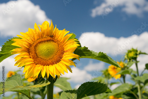 Fototapeta Naklejka Na Ścianę i Meble -  sunflowers against a blue sky and white clouds