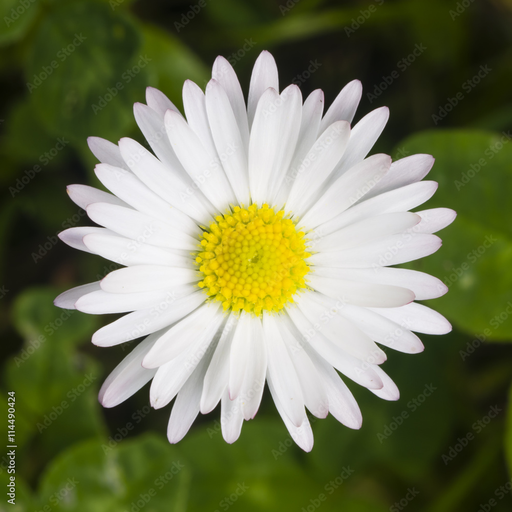 Fototapeta premium Sunny bellis daysi flower close-up, selective focus, shallow DOF