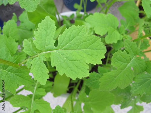 Senf im Blumentopf auf dem Balkon