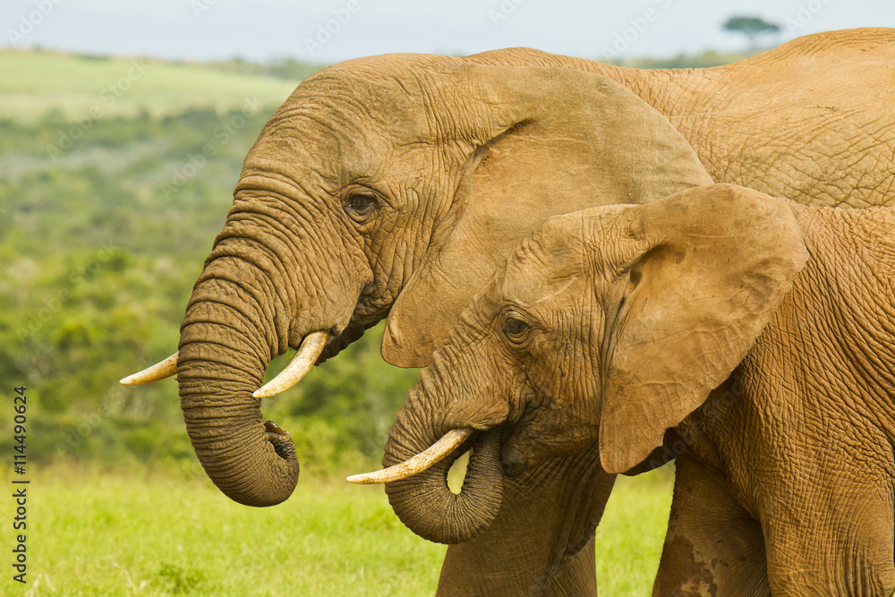 Obraz premium Elephants at a water hole