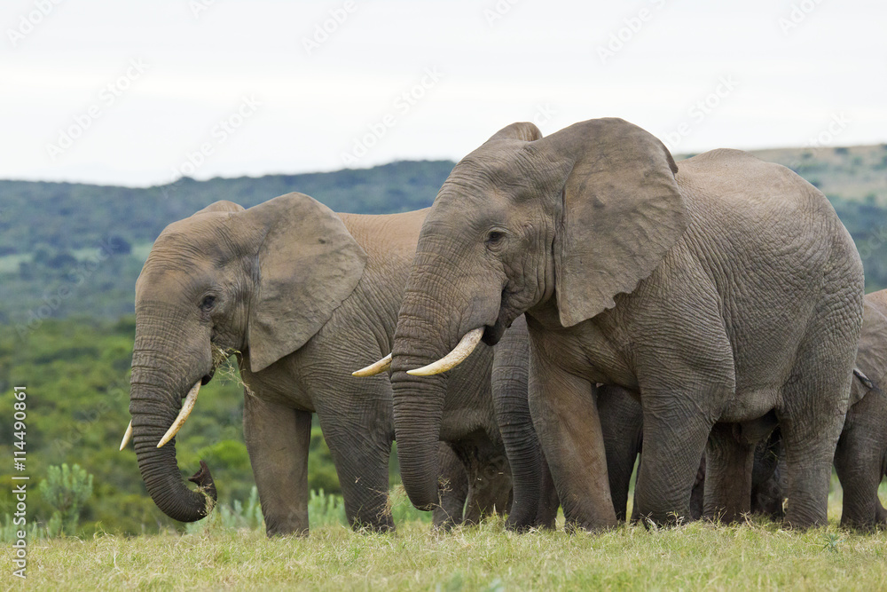 Elephants standing and eating