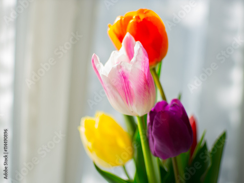 Colorful tulip