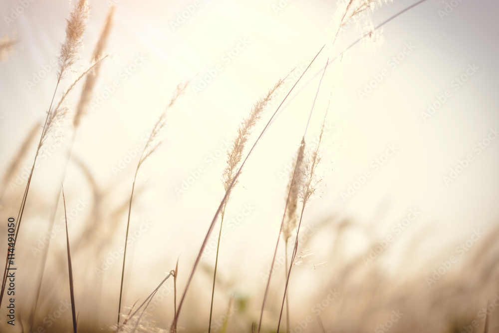 Fototapeta premium Imperata cylindrica Beauv of Feather grass in nature