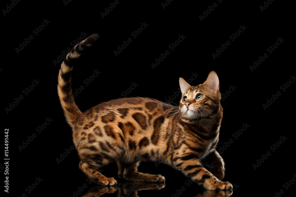 Playful Bengal Male Cat with beautiful spots Play with his tail, on Isolated Black Background, Side view, running back