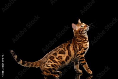 Playful Bengal Male Cat with beautiful spots Standing, Looking up, on Isolated Black Background, Side view, Adorable breed © seregraff