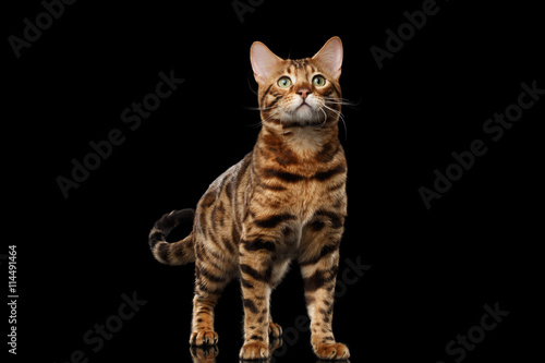 stately Bengal Male Cat with beautiful spots Standing and Looking up on Isolated Black Background, Front view, Gorgerous breed